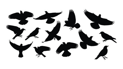 Obraz premium A flock of black birds flying in various directions against a white background Vector