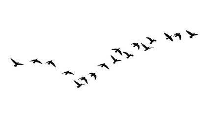 A flock of birds flying in a diagonal formation against a white background Vector