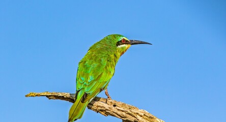 Obraz premium The little bee-eater (Merops pusillus) is a small hummingbird. They reside in most sub-Saharan Africa.