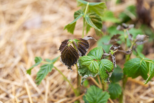 Frostbitten leaves and raspberry bushes spring, close-up