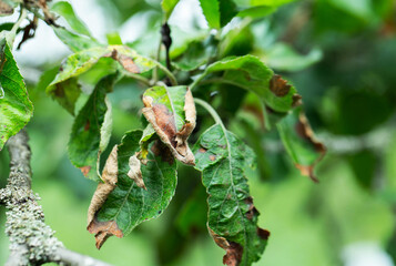 Close up view of green leaves on tree branch showing signs of plant disease, damage, and fungal infection with brown withered sections