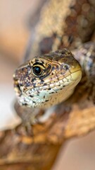 Obraz premium Close-up of a reptile's head with eye detail, perched on wood