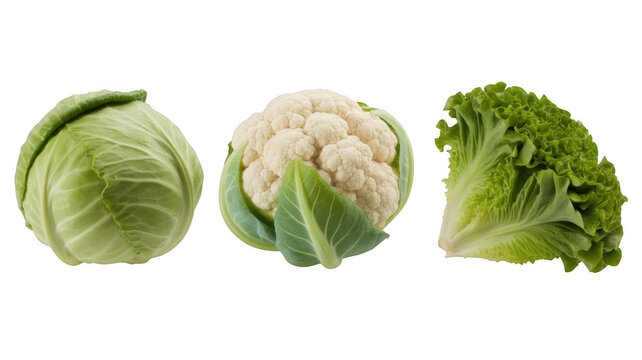Cabbage, Cauliflower, and Lettuce Heads in Fresh Green and White Colors on Isolated White Background for Healthy Eating