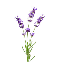 Obraz premium A cluster of vibrant purple lavender flowers with green stems and leaves. isolated on transparent background
