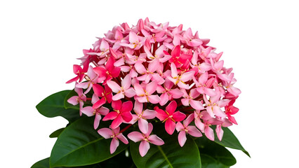 Obraz premium Vibrant cluster of pink and red hydrangea flowers isolated on transparent background