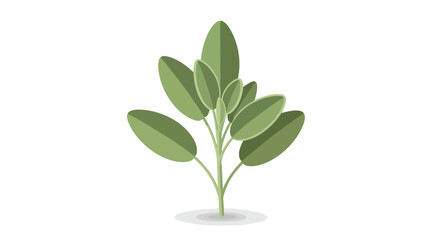 Obraz premium A modern vector graphic depicting a thriving herbaceous plant with its characteristic oval leaves in varying shades of fresh green, rooted firmly in