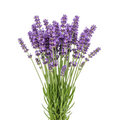 Obraz premium A vibrant bouquet of purple lavender flowers with green stems and leaves. isolated on transparent background