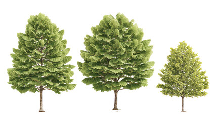 Three green trees of different sizes on transparent background