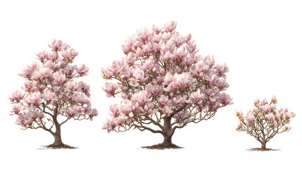 Obraz premium Three pink flowering trees on transparent background