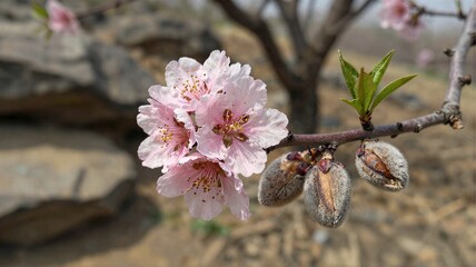 pink magnolia blossom