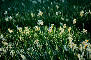 冬の景色を彩る鮮やかな水仙の花