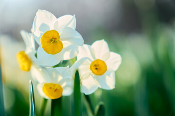 冬の終わりに咲き誇る鮮やかな水仙の花のクローズアップ