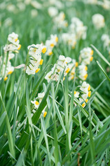 冬の景色を彩る鮮やかな水仙の花と柔らかくぼやけた背景