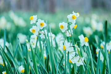 冬の景色を彩る鮮やかな水仙の花と柔らかくぼやけた背景