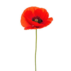 Obraz premium A single vibrant red poppy flower with a green stem isolated on transparent background