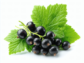 Fototapeta premium Organic black currant berries and leaves on white background, fresh and natural look, eco-friendly lifestyle and nutrition concept.