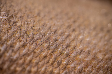 Close-up view of fish scales displaying intricate patterns and textures, with droplets of water highlighting the surface details in a natural aquatic environment © Jolanta