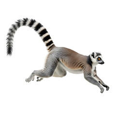 Fototapeta premium Ring-tailed Lemur Jumping on White Background on white background, Isolated on Transparent Background