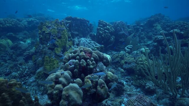 POV swimming across a Caribbean coral reef towards a spotted trunk fish. Many reefish including brown chromis, blue tangs and parrot fish swim across the frame.