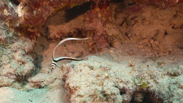 A gently moving shot of a juvenile drum fish swimming back and forth infront of a small sandy area.