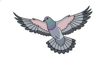 Fototapeta premium Vector illustration of a flying pigeon with outstretched wings