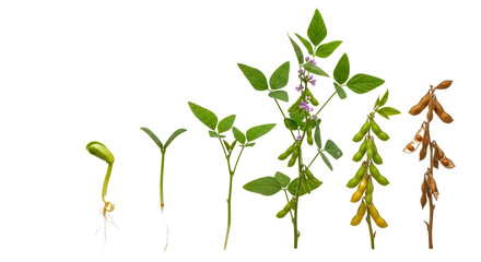 Fototapeta premium Close up of Soybean Plant with Green Leaves Pink Flowers and Ripe Pods isolated on a transparent background