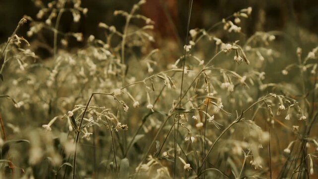 Silene nutans is a flowering plant in the genus Silene, most commonly known as Nottingham catchfly. Silene nutans is a diploid, mainly outcrossing, herbaceous, perennial plant.
