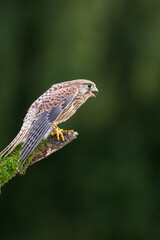 Fototapeta premium Common kestrel (Falco tinnunculus) is a bird of prey species belonging to the kestrel group of the falcon family Falconidae. 