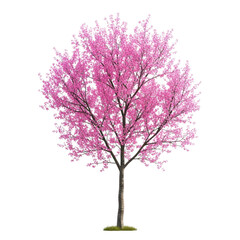 Obraz premium Beautiful blooming cherry blossom tree with pink flowers in full bloom isolated on transparent background