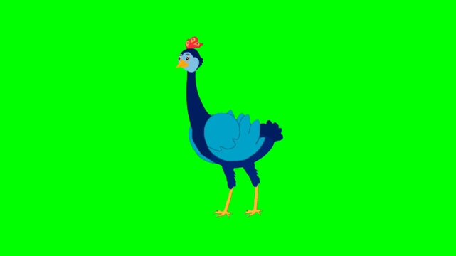 peacock Pretty Bird talking cartoon characters with green screen video animation with chroma key 