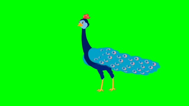 peacock Pretty Bird talking cartoon characters with green screen video animation with chroma key 
