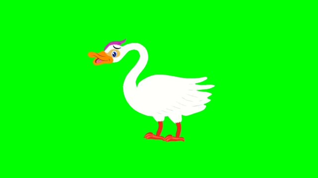 white goose on a white background. Pretty duck talking cartoon characters with green screen video animation 
