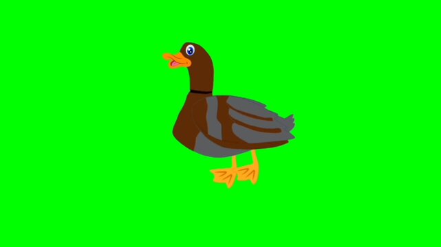 white goose on a white background. Pretty duck talking cartoon characters with green screen video animation 