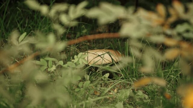 A pale, huge poisonous mushroom lurks in the grass, waiting for its prey. A mutant mushroom is a sign of poisoned soil. Common toadstool.