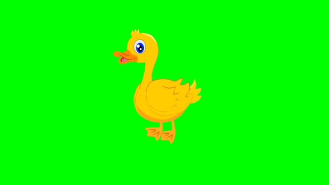 white goose on a white background. Pretty duck talking cartoon characters with green screen video animation 