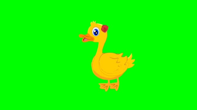 white goose on a white background. Pretty duck talking cartoon characters with green screen video animation 