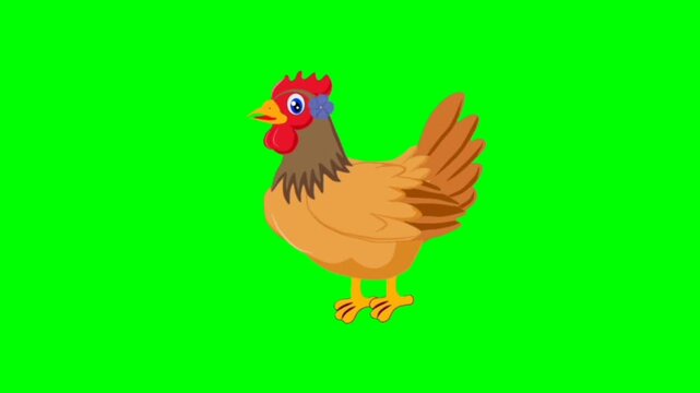 Hen isolated on white background. Pretty chicken talking cartoon characters with green screen video animation 
