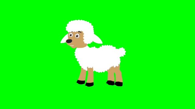 White sheep talking character. Animal talking character. talking cartoon character with green screen video animation with chroma key.