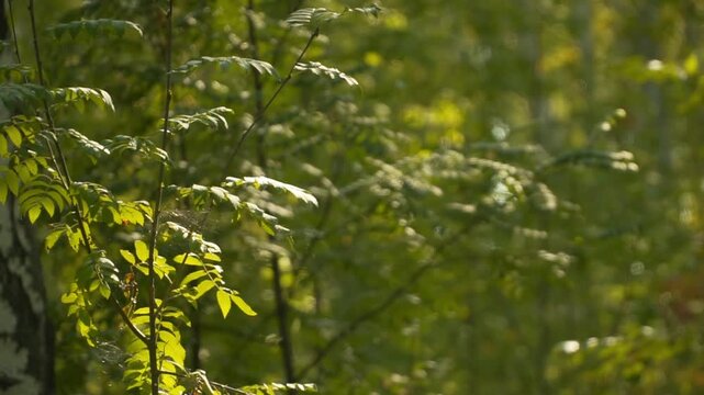 Wild forest with pine trees, rowan trees growing nearby, mystical atmosphere.