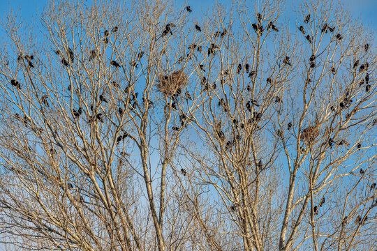 Corvus frugilegus. Colony of rook perched on the branches of poplars with some of their nests.
