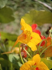 Obraz premium Yellow nasturtium flower facing sunlight with red center outdoor garden close up detail
