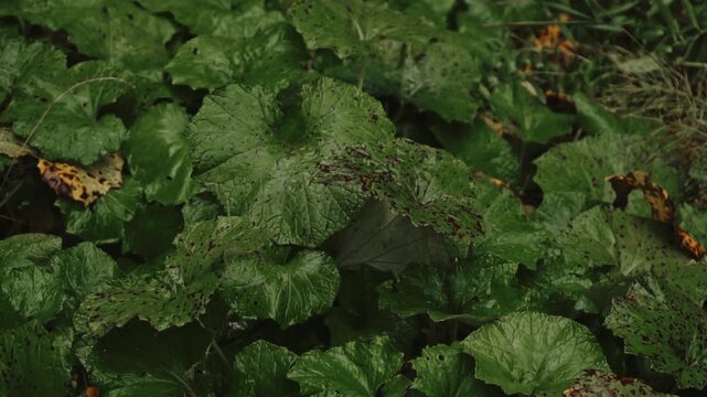 The concept of wildlife. Close-up of burdock shoots and leaves in a tropical rainforest.