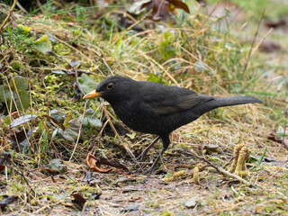 Amsel, Schwarzdrossel, Turdus merula