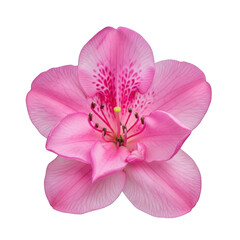 Obraz premium Close-up view of a delicate pink flower with soft petals and a vibrant center isolated on transparent background
