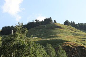 Obraz premium forest in the mountains