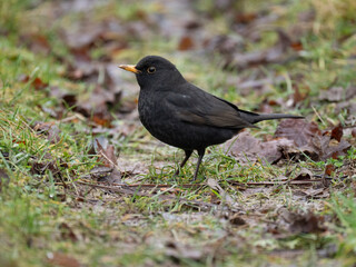 Obraz premium Amsel, Schwarzdrossel, Turdus merula