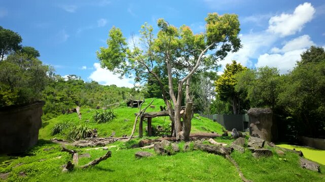 Monkeys On Tree In Green Zoo Habitat