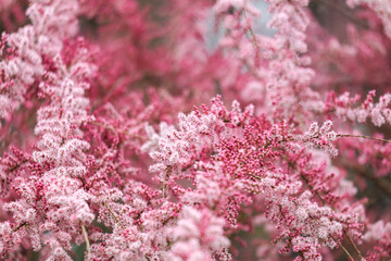 Pink flowers with white centers