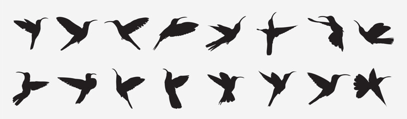 Obraz premium sabrewing bird silhouette