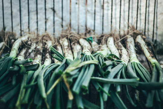 Fresh calcots onions ready for traditional Catalan calcotada